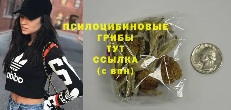 ссылка на мегу вход  Сорск  Псилоцибиновые грибы MAGIC MUSHROOMS  где купить  